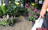 4ème édition du Festi-Plantes au Parc du Colosse à Saint-André (photo: Thomas Vitry)