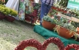 4ème édition du Festi-Plantes au Parc du Colosse à Saint-André (photo: Thomas Vitry)