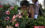 4ème édition du Festi-Plantes au Parc du Colosse à Saint-André (photo: Thomas Vitry)