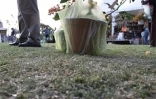 4ème édition du Festi-Plantes au Parc du Colosse à Saint-André (photo: Thomas Vitry)