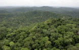 La forêt guyanaise, le 2 mars 2007