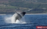 Dimanche 6 septembre 2009

Baleines au large de Saint-Gilles