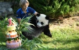 Une soigneuse du zoo de Beauval installe le bébé panda Yuan Meng devant son gâteau d'anniversaire, le 4 août 2018 à Saint-Aignan-du-Cher
