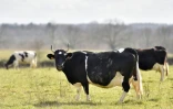La vache Fine, Pie Noire Bretonne et égérie du 54e Salon de l'Agriculture de Paris, broute dans un champ le 14 février 2017 à Plesse dans l'ouest de la France