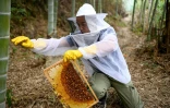 L'apiculteur chinois Ma Gongzuo, le 13 novembre 2020, à Songyang.