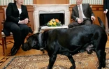 Vladimir Poutine et Angel Merkel parlent à la presse  à Sotchi le 21 janvier 2017 sous l'oeil de Koni, le chien du président russe
