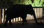 L'éléphant Kaavan dans la réserve naturelle où il vit désormais, à Oddar Meanchey (Cambodge), le 30 novembre 2020