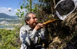 Yip Ki-hok, recupère des abeilles sauvages dans les environs de Hong Kong le 14 février 2019