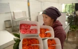 Une employée transporte des roses dans une plantation de Cayambe en Equateur le 8 février 2019