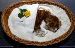 Un petit chien blanc et ocre décédé repose dans un panier avant sa crémeation au "Tierhimmel", le cimetière pour animaux de Teltow, le 31 janvier 2019 en Allemagne