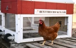 Une poule passe devant un poulailler portable dans une ferme où elles sont élevées dans le cadre du service "Rent The Chicken" à Agua Dulce, le 21 avril 2025 en Californie