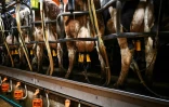 Des vaches alignées pour la traite dans l'exploitation de l'éleveur Adam Stanbury près de Barnstaple dans le sud-ouest de l'Angleterre, le 16 janvier 2025
