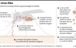 Phénomène de propagation du virus Zika par le moustique Aedes aegypti