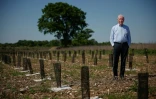 Bernard Tailly, ancien maire de Frépillon et président du Syndicat mixte d'aménagement de la Plaine de Pierrelaye-Bessancourt (SMAPP), au milieu des jeunes arbres plantés pour reboiser la zone de la "Forêt de Maubuisson" à Méry-sur-Oise, au nord-ouest de Paris, le 29 avril 2025