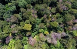 Vue aérienne d'une forêt de hêtres souffrant de la sécheresse, le 25 juillet 2019 à Hoexter, en Allemagne