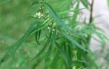 Plant de Zamal