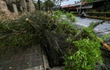 Un arbre déraciné sous l'effet du typhon Champi à Keelung, Taïwan, le 24 octobre 2026