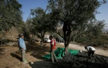 Une plantation d'oliviers en Cisjordanie près du village de Burin, le 22 octobre 2018
