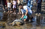 Une tortue d'une espèce protégée est relâchée sur la côte de Sfax, dans le centre-est de la Tunisie, le 15 octobre 2023
