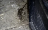 Un rat dans les rues de Paris