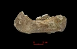 Photo fournie le 1er mai 2019 par l'Institut Max-Planck d'anthropologie évolutionniste montrant la partie droite d'une mandibule trouvée dans la grotte de Baishiya, à Xiahe, dans la province chinoise du Gansu