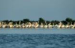 Une colonie de pélicans sur les iles Sacalin dans la mer Noire dans le delta du Danube, le 18 juin 2020