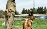 Un chien à Kaboul entraîné à réceptionner une balle le 7 avril 2019