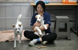 Une militante pour les droits des animaux joue avec des chiens sauvés d'abattoirs canins, dans un refuge géré par l'association KARA à Paju, le 23 juin 2026 en Corée du Sud