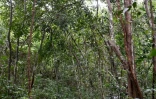 Nick Marx, l'un des responsables de Wildlife Alliance, observe des gibbons dans un arbre du parc d'Angkor Wat, le 6 juillet 2022 à Siem Reap, au Cambodge