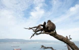 Un macaque assis sur un tronc d'arbre mort à Gibraltar, le 6 mai 2026