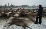 Des éleveurs samis préparent la transhumance des renne, le 27 octobre 2016, près de Dikanäs