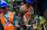 Des employés municipaux ramassent les chiens errants dans les rues de Rangoun pour les envoyer au refuge Thabarwa, le 4 juillet 2019 en Birmanie