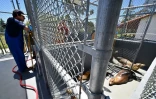 Des bénévoles s'occupent d'otaries soignées à l'Institut de la vie marine des îles Channel (CIMWI), le 9 juillet 2023 à Gaviota, en Californie