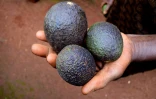 Le fermier Simon Kimani cueille les avocats de sa plantation, le 25 juillet 2018 à Kandara, au Kenya