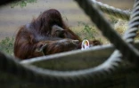 Nénette l'orang-outan du Jardin des Plantes de Paris se livre à son passe-temps favori la peinture, le 14 mars  2019 
