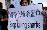 Manifestation contre la pêche illégale sur l'île équatorienne de Santa Cruz aux Galapagos le 14 août 2017, après la découverte de 300 tonnes de poissons, y compris des espèces de requins protégées sur un navire chinois