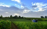 Vignobles dans la région de Bordeaux, à l'automne 2019