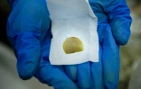 De la résine de marijuana dans une plantation à visée médicale, Alternative solutions à Washington DC le 20 avril 2016