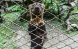 Un furet en captivité au zoo de Santa Fe, le 20 mai 2019 à Medellin, en Colombie