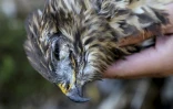 Mirjan Topi, auteur du premier guide des oiseaux d'Albanie, montre la tête d'une buse variable tuée près de Pogradec, en Albanie, le 11 octobre 2017