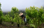 Un agriculteur arrache un plant de coca à Argelia, dans le département du Cauca, le 5 mai 2025 en Colombie