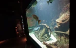 L'aquarium de La Réunion à Saint-Gilles