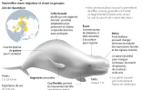 Le béluga