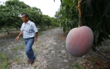 Exploitation fruitière de Patrick Serveaux