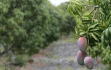 Exploitation fruitière de Patrick Serveaux