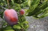 Exploitation fruitière de Patrick Serveaux