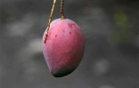 Exploitation fruitière de Patrick Serveaux