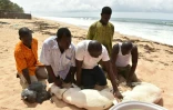 Des animaux sont sacrifiés par des membres d'une Eglise locale sur la plage de Grand-Bassam en Côte d'Ivoire, le 1er avril 2016