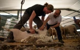 Le tondeur professionnel Jose Rivero (d donne des instructions à un étudiant français, Thibault Gohier, à l'école de bergers de Cooprado, le 13 mai 2022 à Casar de Caceres, en Espagne