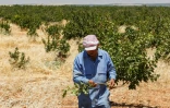 Un producteur de pistaches veille sur ses arbustes, à Maan (centre-ouest de la Syrie) le 24 juin 2020
